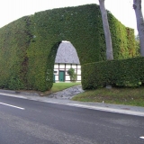 Ukrasno drveće i grmlje: fisher's hawthorn